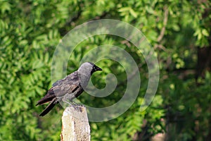 Western jackdaw Corvus monedula. Single bird perching on ÃÂ° concrete pillar in a bright May day. Beautiful, smart bird, looking f