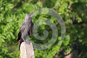 Western jackdaw Corvus monedula. Single bird perching on ÃÂ° concrete pillar in a bright May day. Beautiful, smart bird, looking f