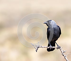 Western jackdaw drinking water in a pond