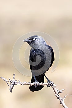 Western jackdaw drinking water in a pond