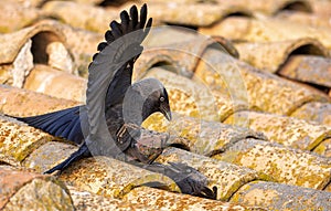 Western jackdaw drinking water in a pond