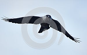 Western jackdaw in flight