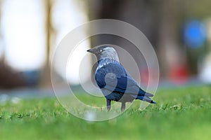 western jackdaw on green lawn