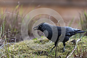 Western jackdaw holding food in its beak