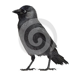 Western Jackdaw looking away, Corvus monedula, (or Eurasian Jack photo