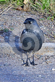 Western jackdaw