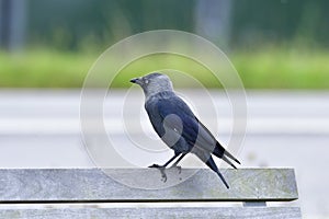 Western jackdaw looking for food