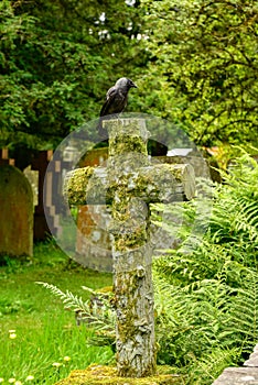 Western jackdaw an old cemetery sitting on the cross