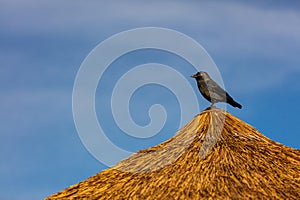 Western jackdaw perched atop a straw hut