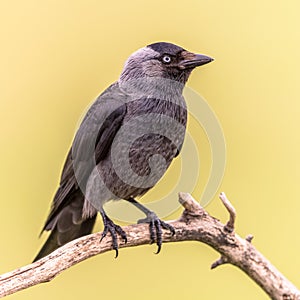 Western Jackdaw perched on bright background photo