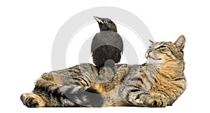 Western Jackdaw perched on a cat, looking in the same direction