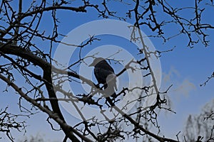 Western jackdaw In A Tree At Amsterdam The Netherlands 29-11-2020