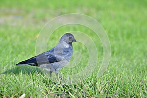 Western jackdaw