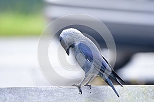 Western jackdaw