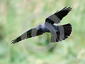 Western jackdaw (Corvus monedula)