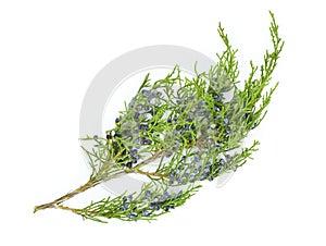 Western juniper branch with berry-like cones isolated on white background