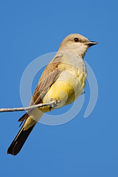 Western Kingbird
