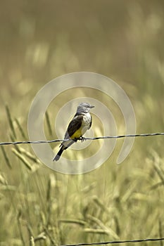 Western Kingbird photo