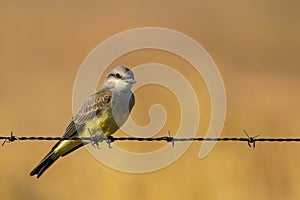 Western Kingbird on barbed wire fence at the Malheur National Wildlife Refuge in Oregon photo