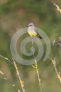 Western kingbird