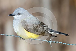 Western Kingbird foraging on barbed wire. photo