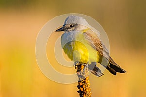 Western Kingbird In Morning Sunlight