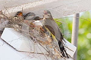 Western kingbird nest