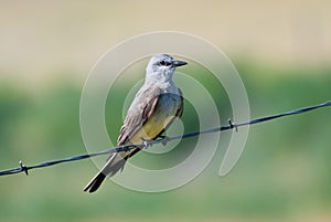 Western Kingbird Perched on Barbed Wire