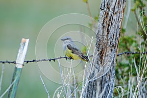 Western Kingbird