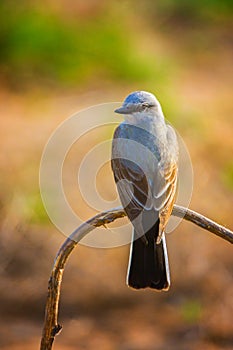 Western Kingbird In Sunlight