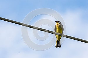 Western Kingbird on a telephone pole wire