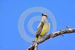 Western Kingbird Tyrannus verticalis