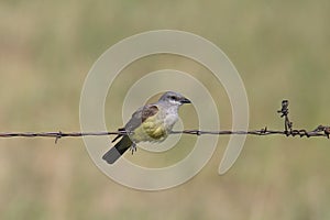 Western Kingbird tyrannus verticalis