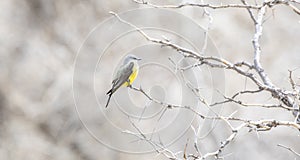 A Western Kingbird Tyrannus verticalis Perched in a Tree on the Plains