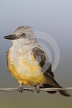 Western Kingbird Tyrannus verticalis