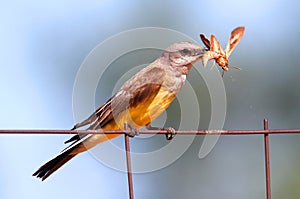 Western Kingbird (Tyrannus verticalis)