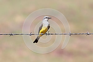 Western Kingbird on a wire