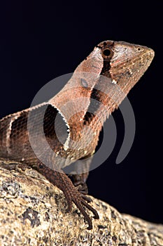 Western leaf lizard (Stenocercus fimbriatus)