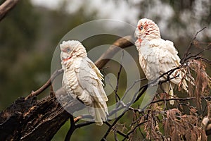 Western long-billed corella, cockatoo