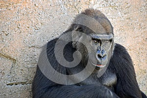 Western Low land Gorilla relaxing in the shade. photo