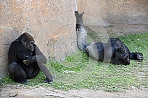 Western Low land Gorillas relaxing in the shade. photo