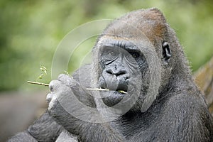 Western lowland female gorilla, closeup