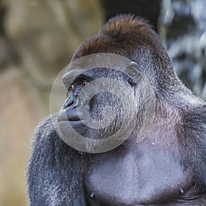 A western lowland female gorilla standing facing forward