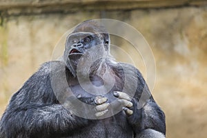 A western lowland female gorilla standing facing forward