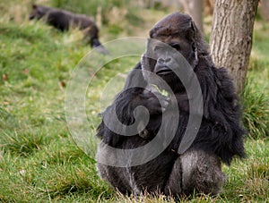 Western Lowland Gorilla