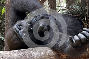 Western Lowland Gorilla