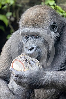 Western Lowland Gorilla