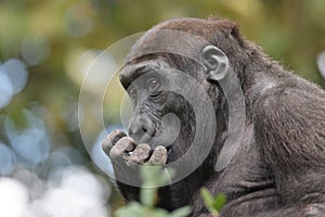 The western lowland gorilla