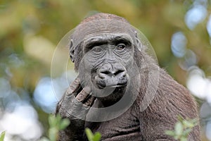 The western lowland gorilla