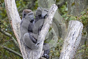 The western lowland gorilla